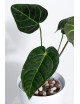 Anthurium regale