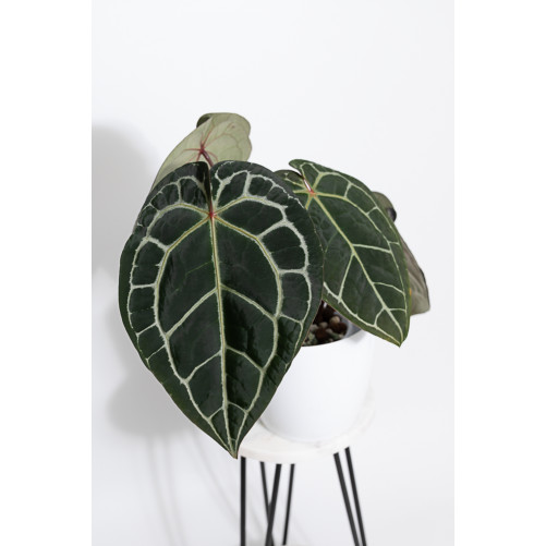 Anthurium (Michelle x...
