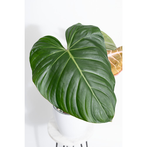 Philodendron Pink Glory