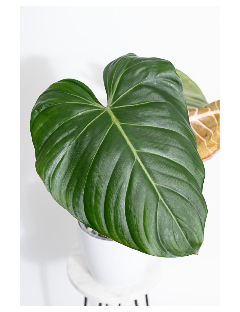 Philodendron Pink Glory