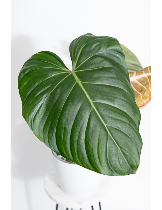 Philodendron Pink Glory