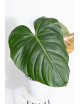Philodendron Pink Glory