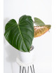Philodendron Pink Glory