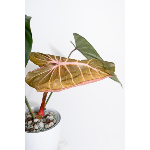 Philodendron Pink Glory