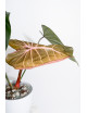 Philodendron Pink Glory