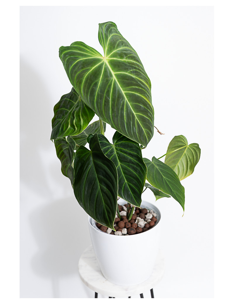 Philodendron splendid