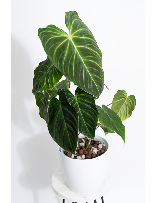 Philodendron splendid