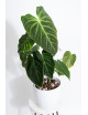 Philodendron splendid