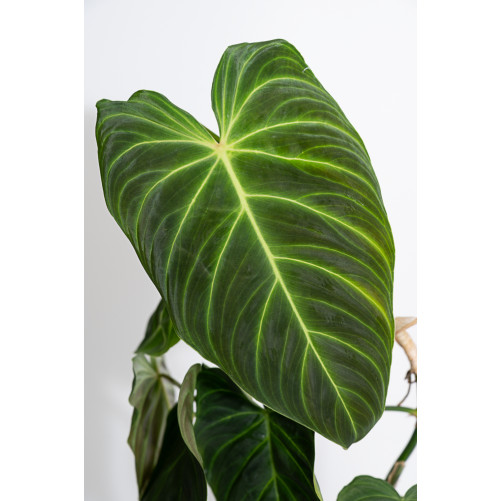 Philodendron splendid