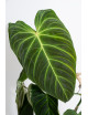 Philodendron splendid