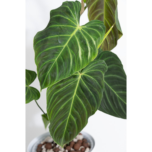 Philodendron splendid