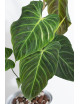 Philodendron splendid