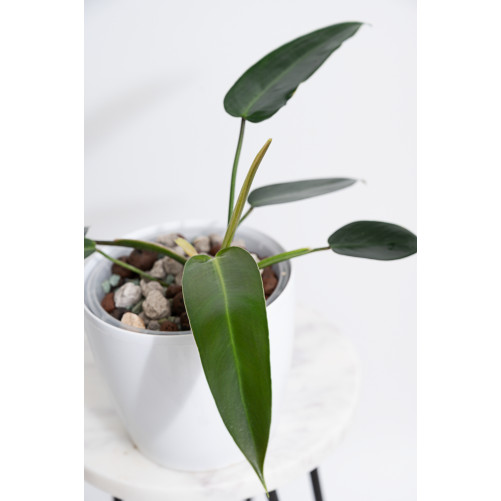 Philodendron esmeraldense x...