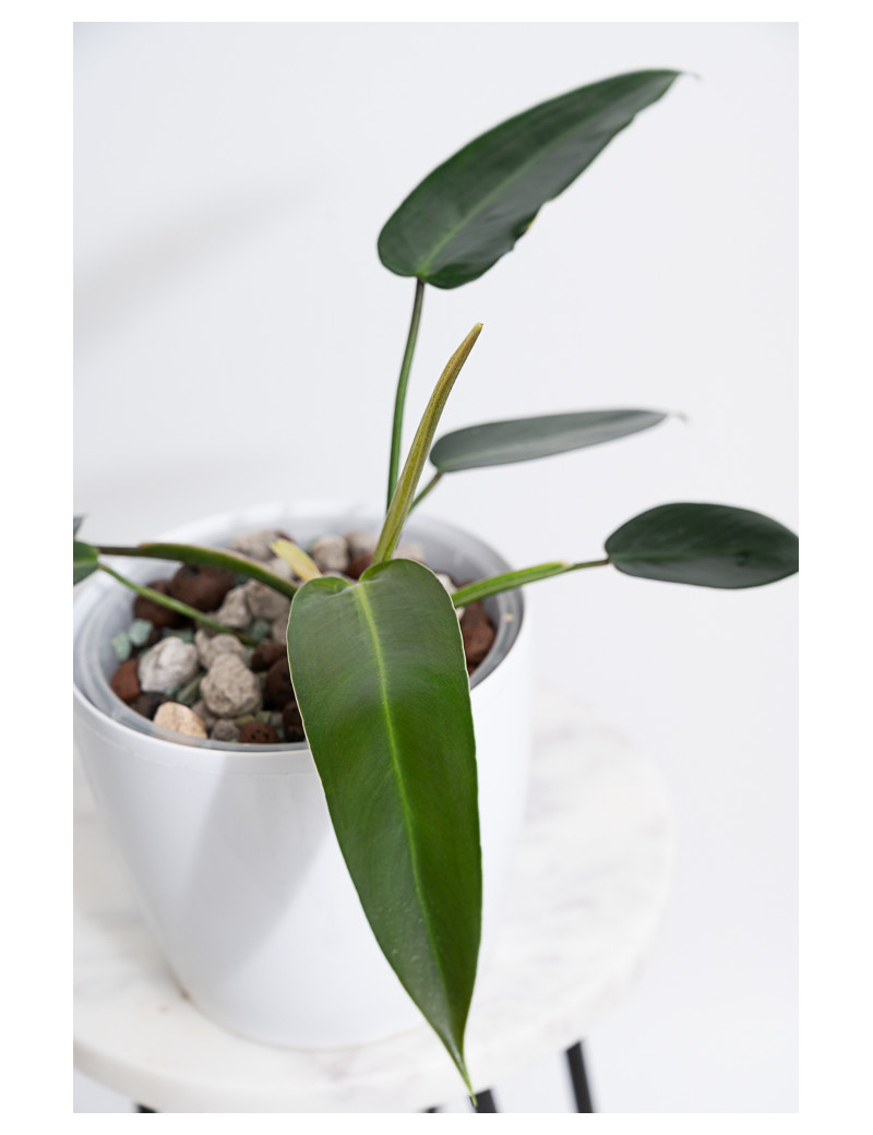 Philodendron esmeraldense x spiritus - sancti