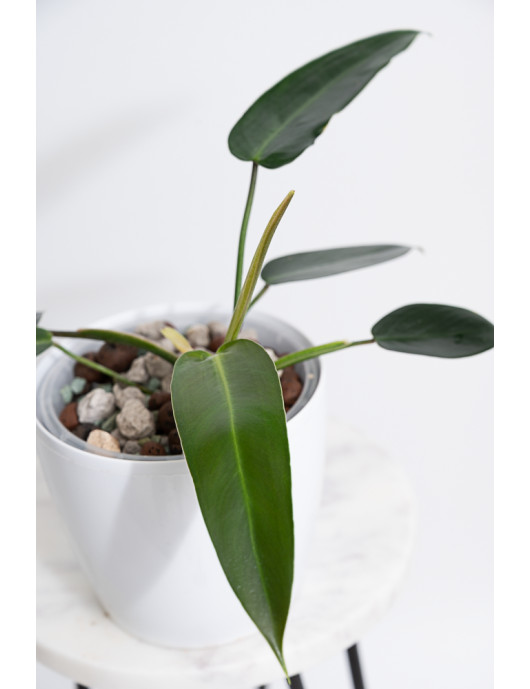 Philodendron esmeraldense x spiritus - sancti