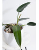 Philodendron esmeraldense x spiritus - sancti