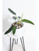 Philodendron esmeraldense x spiritus - sancti