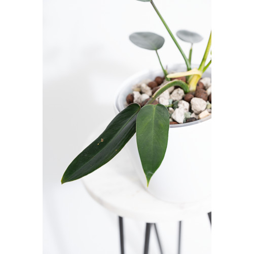 Philodendron esmeraldense x spiritus - sancti