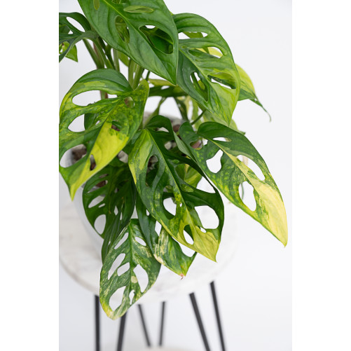 Monstera adansonii aurea