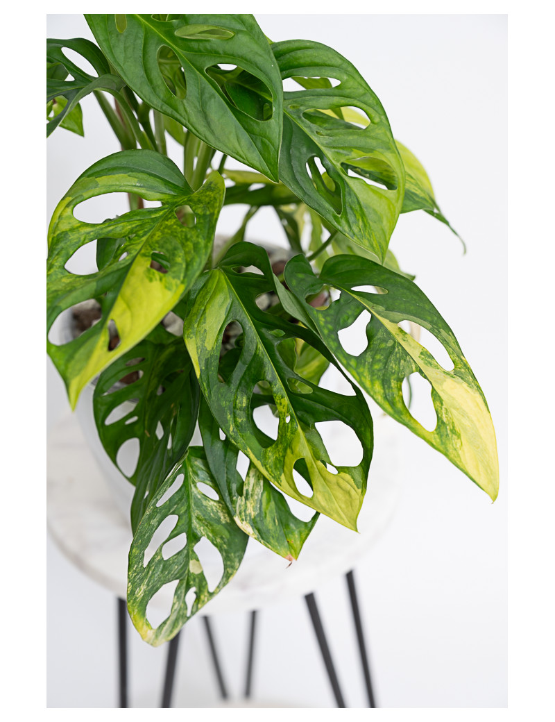 Monstera adansonii aurea
