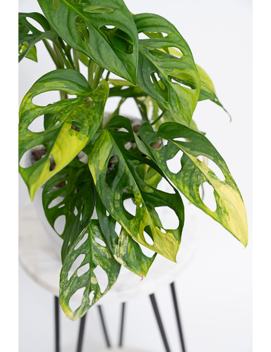 Monstera adansonii aurea