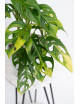 Monstera adansonii aurea