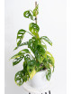 Monstera adansonii aurea