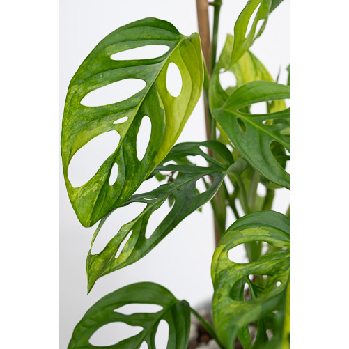 Monstera adansonii aurea