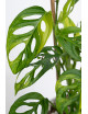 Monstera adansonii aurea