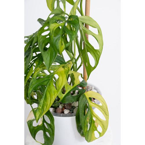 Monstera adansonii aurea