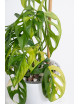 Monstera adansonii aurea