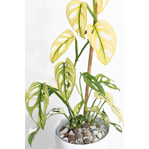 Monstera adansonii variegata