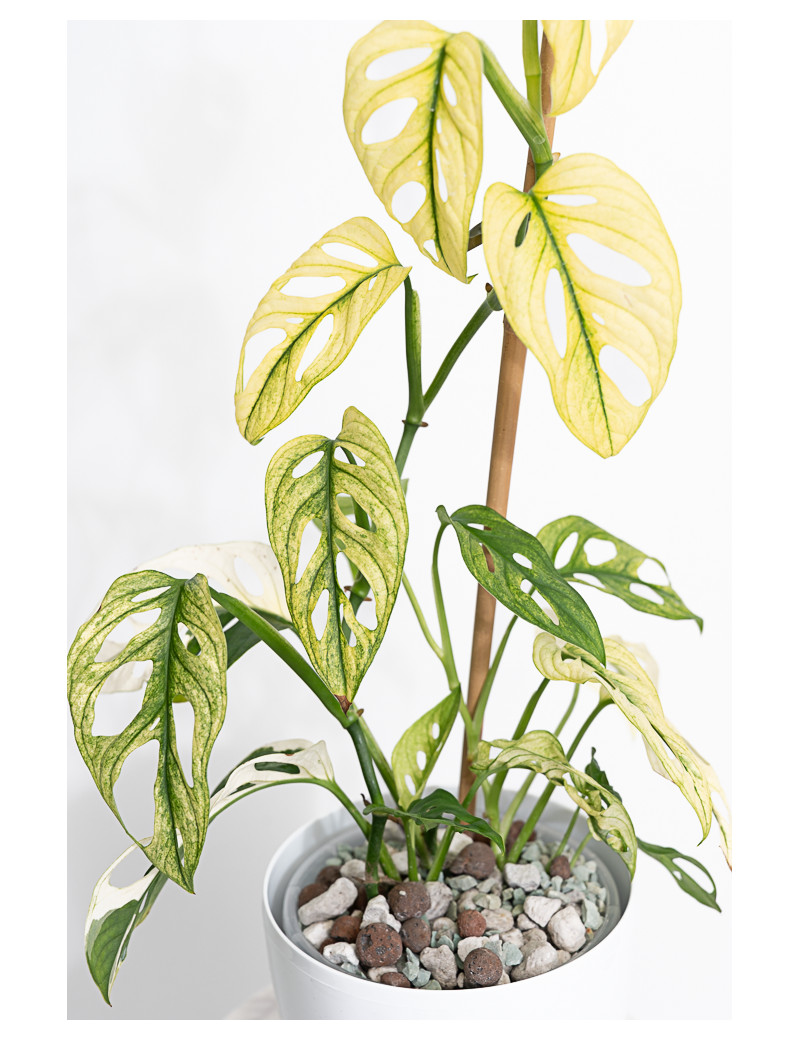 Monstera adansonii variegata