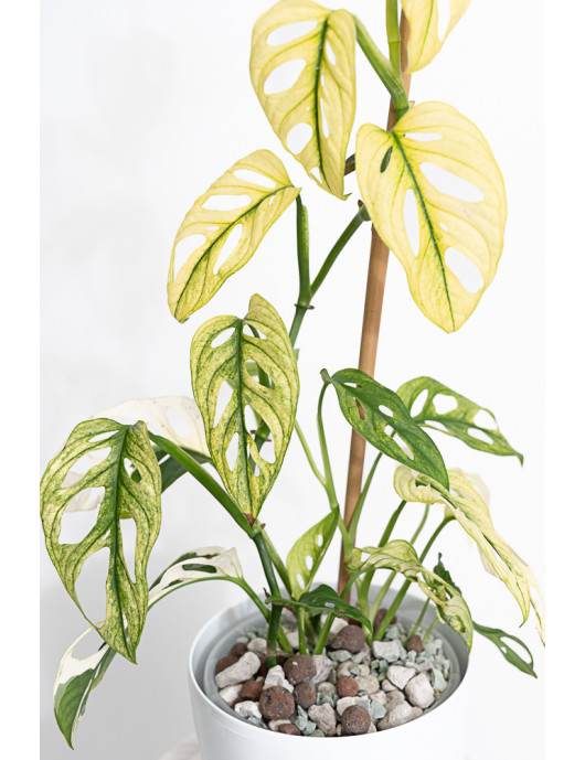 Monstera adansonii variegata