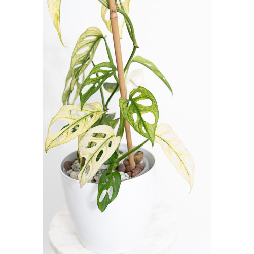 Monstera adansonii variegata