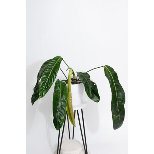Philodendron patriciae