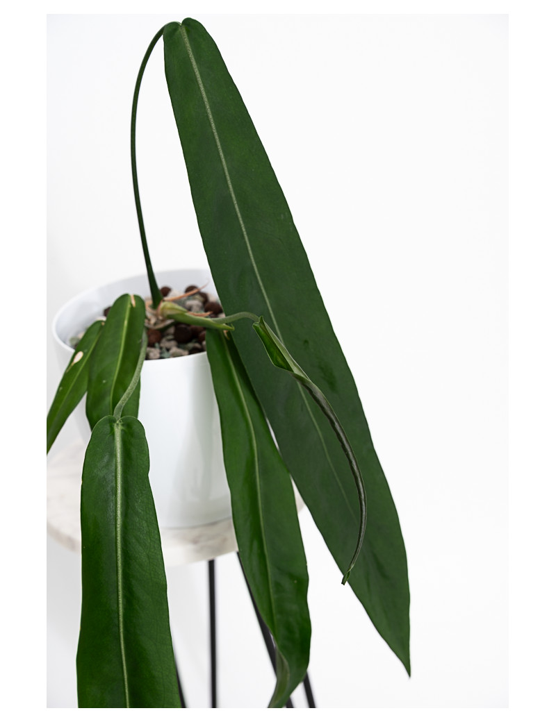 Anthurium pallidiflorum -