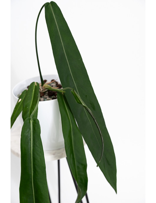 Anthurium pallidiflorum -