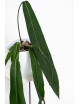 Anthurium pallidiflorum -