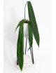 Anthurium pallidiflorum -