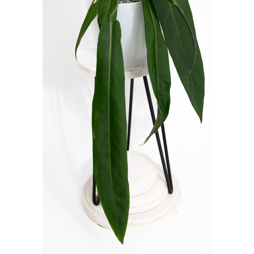Anthurium pallidiflorum -