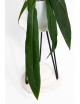 Anthurium pallidiflorum -