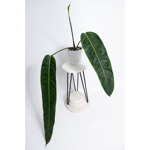 Philodendron patriciae