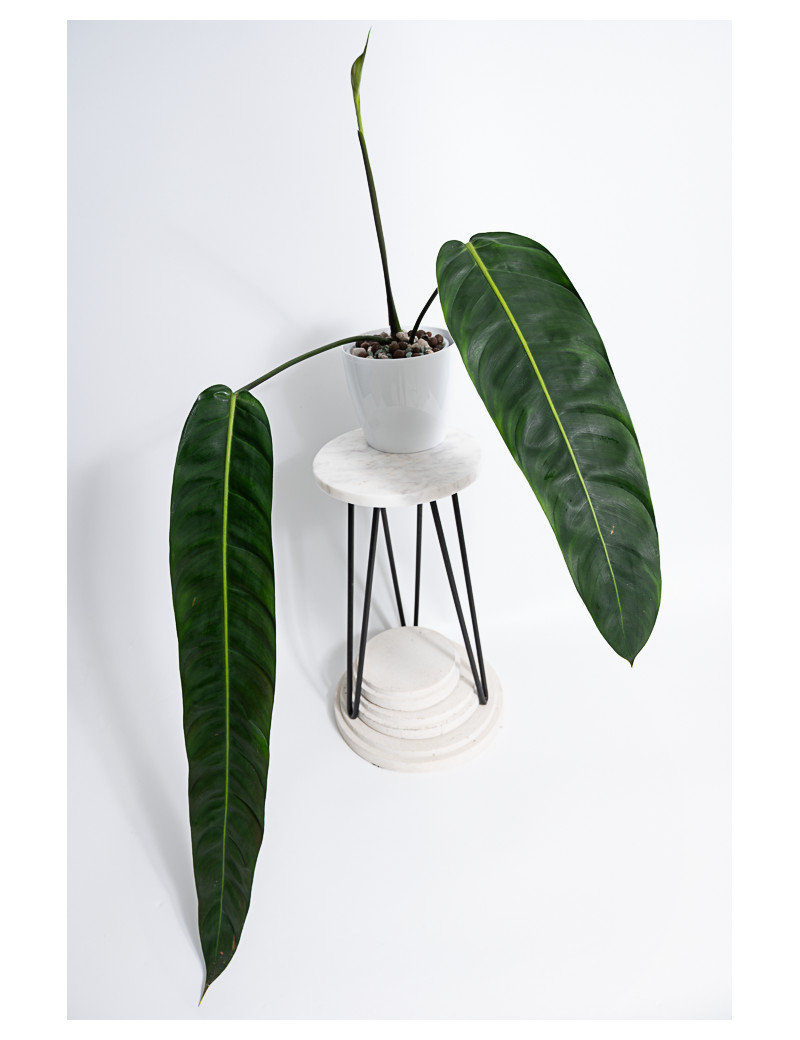 Philodendron patriciae
