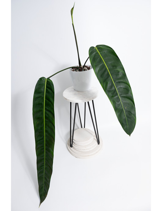 Philodendron patriciae