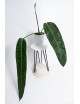 Philodendron patriciae