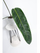 Philodendron patriciae