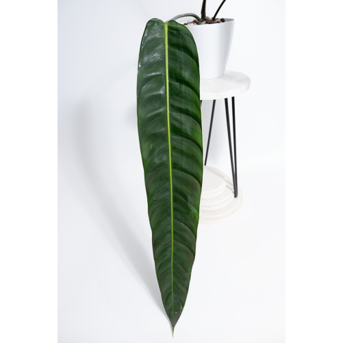 Philodendron patriciae