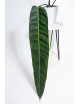Philodendron patriciae