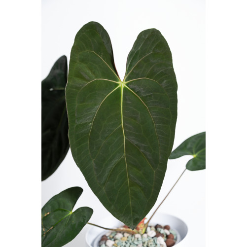 Anthurium papillilaminum